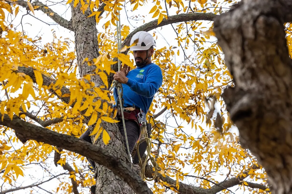 Skilled Storm Damage Cleanup crew working in Steens