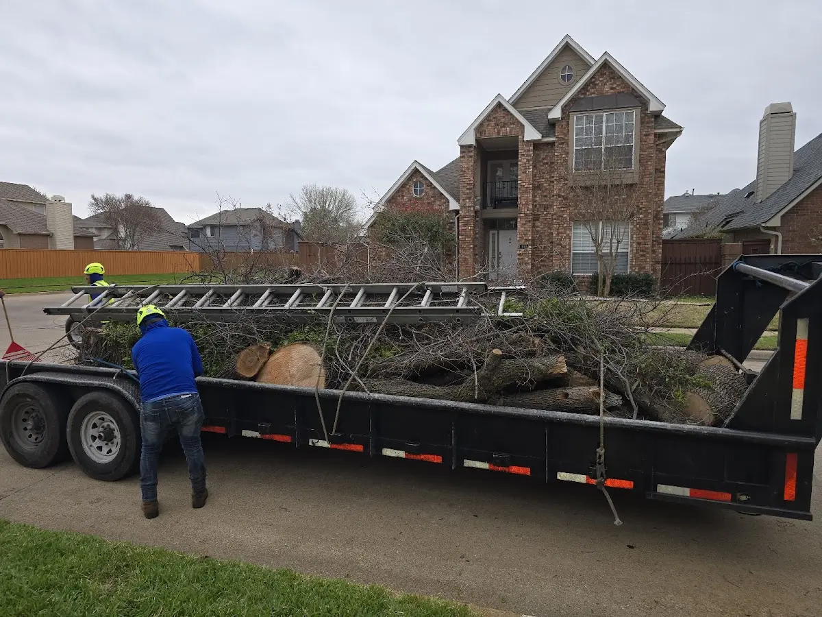 Expert Tree Removal with proper safety equipment in Steens